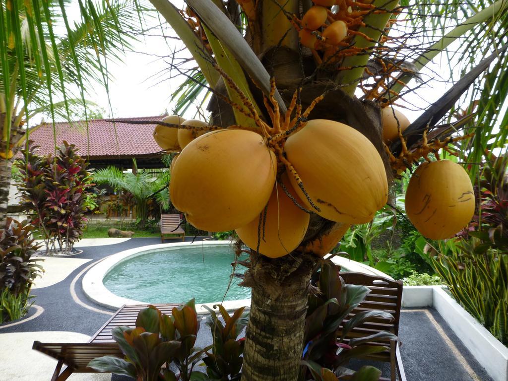 West Bali Villas-Umasari Resort Negara  Room photo